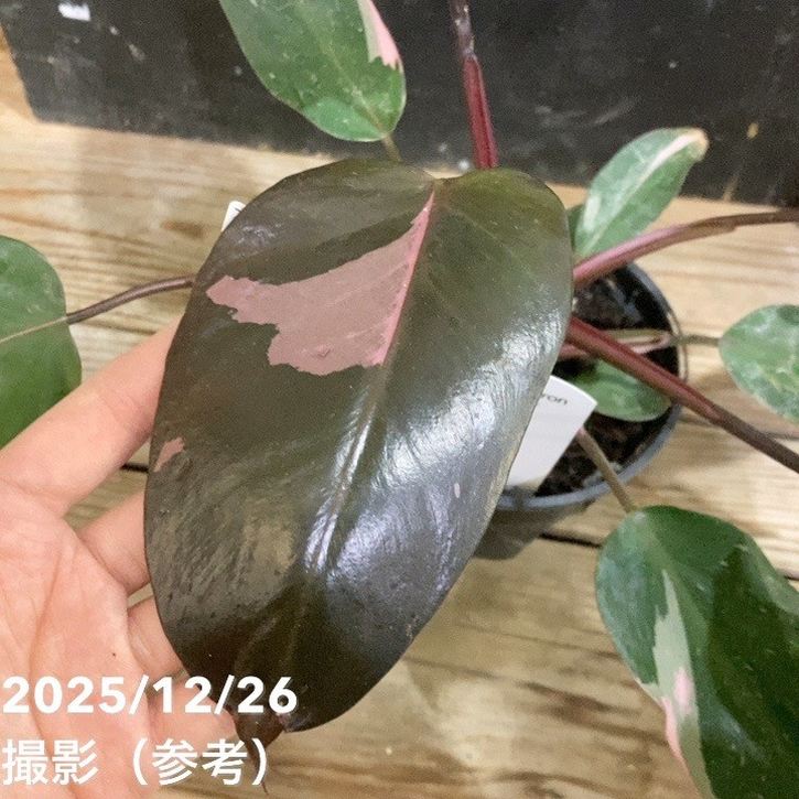 フィロデンドロン ピンクプリンセス 3.5号｜観葉04-PA | 観葉・多肉