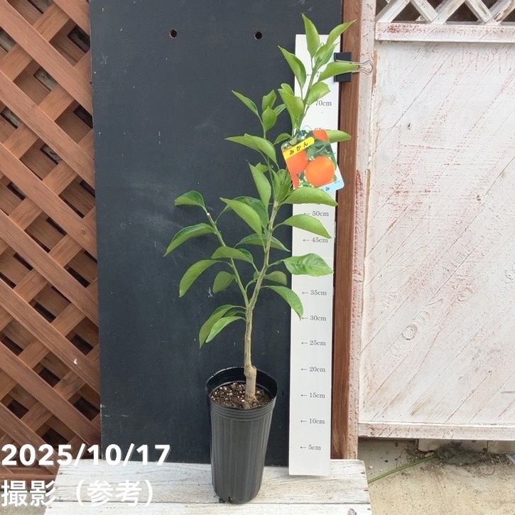 みかん はるみ 4号ロングポット 1年生苗 PVP｜柑橘｜果樹04-PA