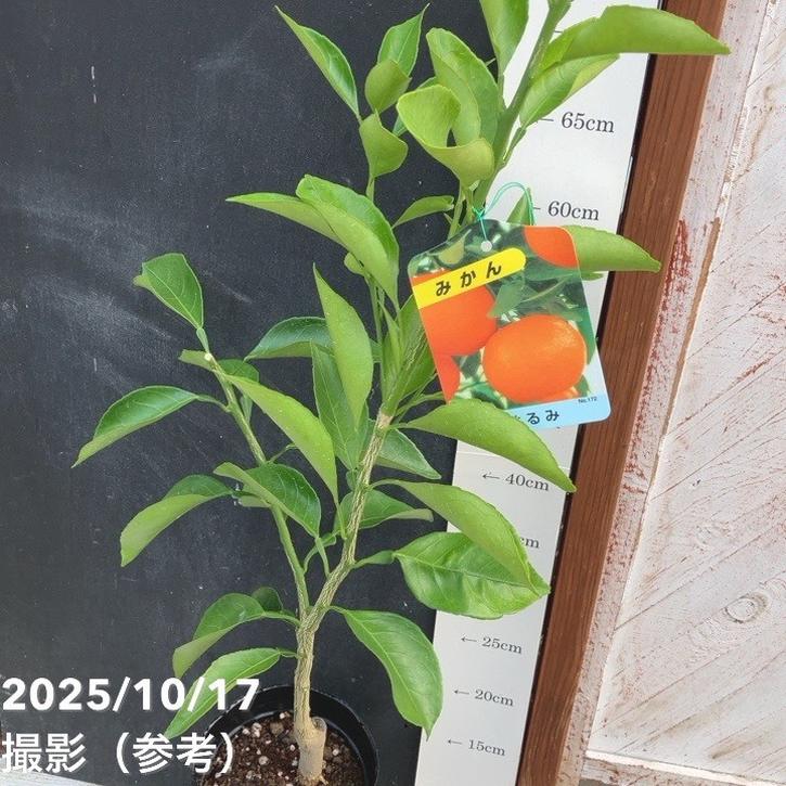 みかん 愛媛県産 JAにしうわ 真穴みかん S・M・Lサイズ 3kg 【限定100点