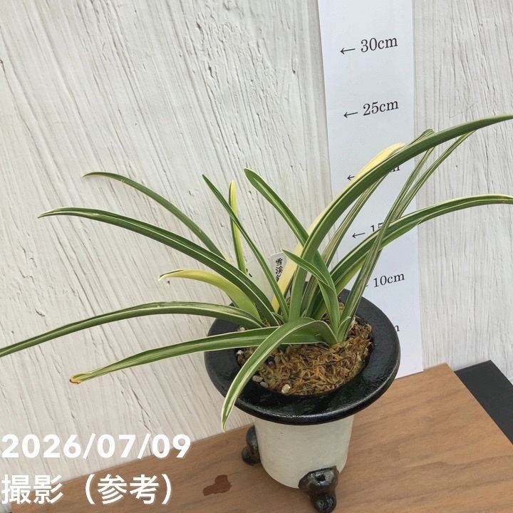 現品お届け】豊明園 万年青 オモト 雪渓錦 陶器鉢（O31）｜観葉10-TU