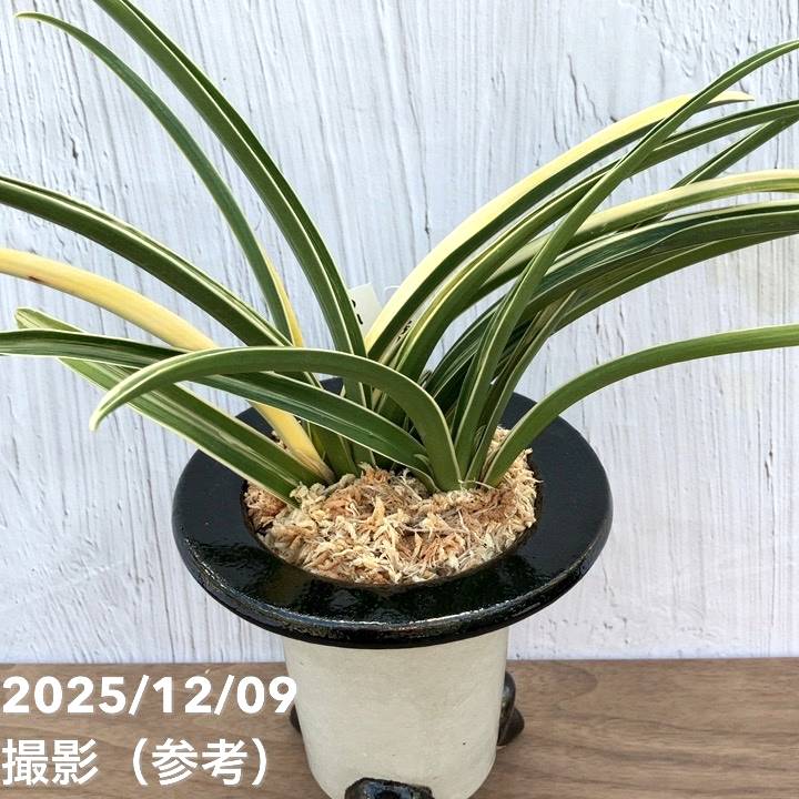 現品お届け】豊明園 万年青 オモト 雪渓錦 陶器鉢（O31）｜観葉10-TU