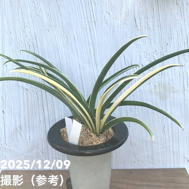 現品お届け】豊明園 万年青 オモト 雪渓錦 陶器鉢（O31）｜観葉10-TU