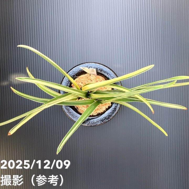 現品お届け】豊明園 万年青 オモト 雪渓錦 陶器鉢（O31）｜観葉10-TU