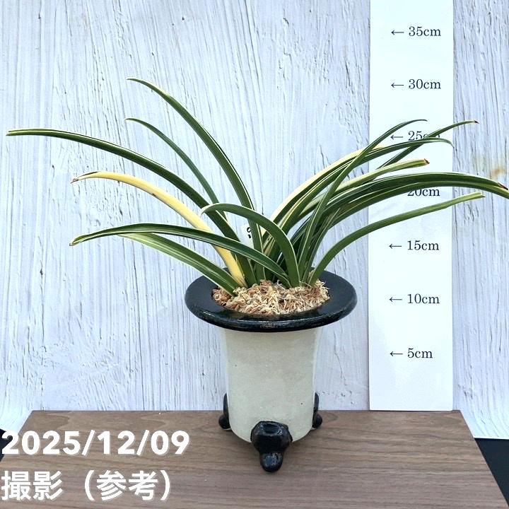 万年青鉢/オモト鉢/錦鉢/金彩/盆栽/蘭 高さ・直径約12cm（4） 現品お届け】豊明園 万年青 オモト 富貴殿 鶴 黒錦鉢（O36）｜観葉10