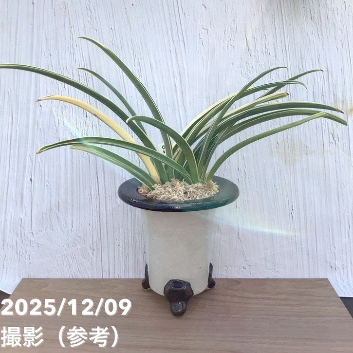 現品お届け】豊明園 万年青 オモト 雪渓錦 陶器鉢（O31）｜観葉10-TU