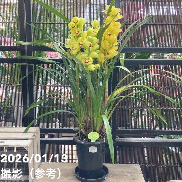 シンビジューム 6号プラ鉢 4本立 スプリングナイト ディープインパクト