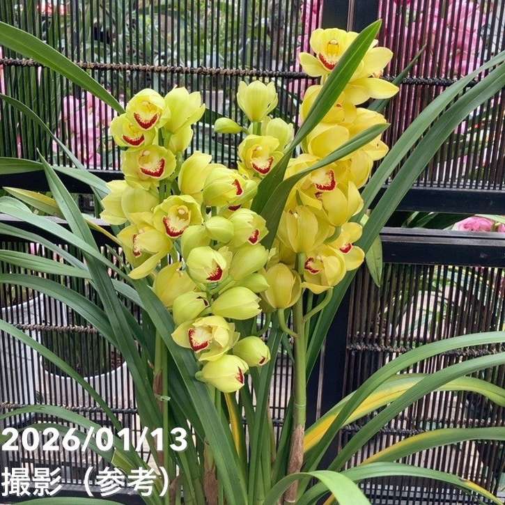 シンビジューム シンビジウム 6.3号 4本立ち トゥーランドット 2鉢