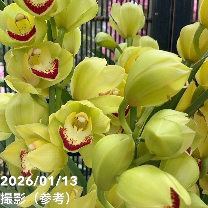 シンビジューム 6号プラ鉢 4本立 スプリングナイト ディープインパクト