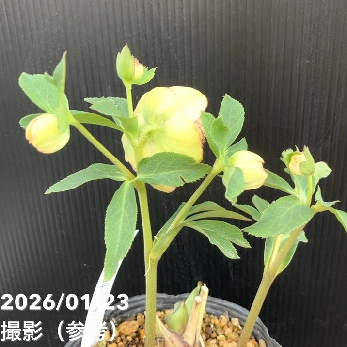 一点物】加藤農園 クリスマスローズ リトルアフロディーテ 4.5号（KT34