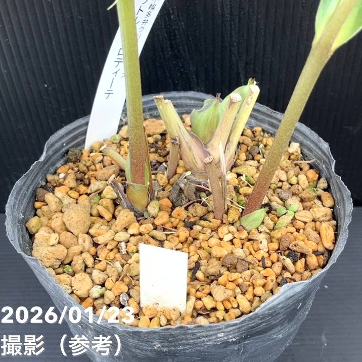 一点物】加藤農園 クリスマスローズ リトルアフロディーテ 4.5号（KT34