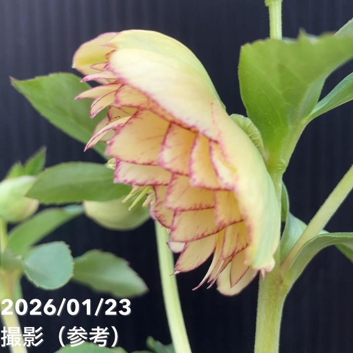 一点物】加藤農園 クリスマスローズ リトルアフロディーテ 4.5号（KT34