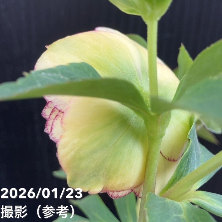 一点物】加藤農園 クリスマスローズ リトルアフロディーテ 4.5号（KT34