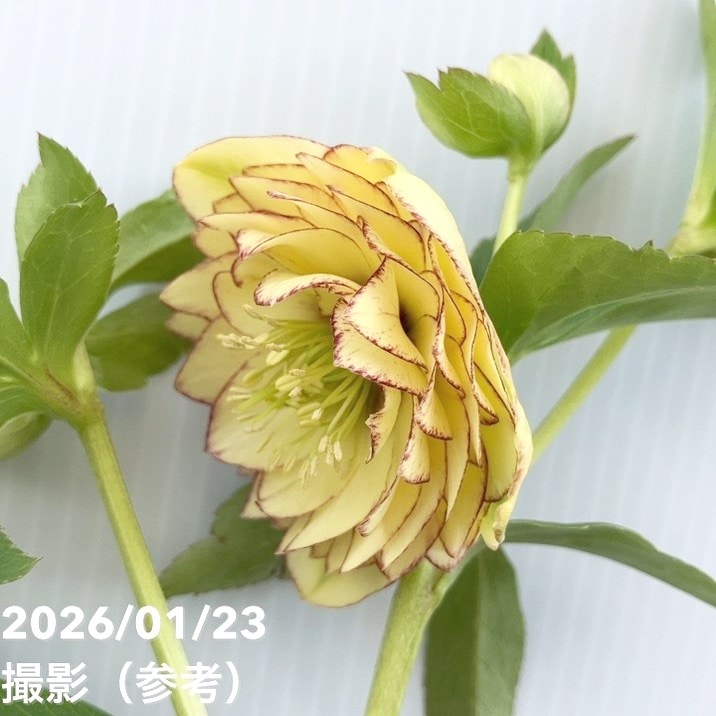 一点物】加藤農園 クリスマスローズ リトルアフロディーテ 4.5号（KT34