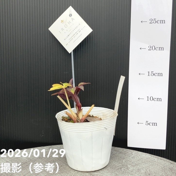 一点物】松村ナーセリー クリスマスローズ 3.5号 IROHA 色葉シリーズ