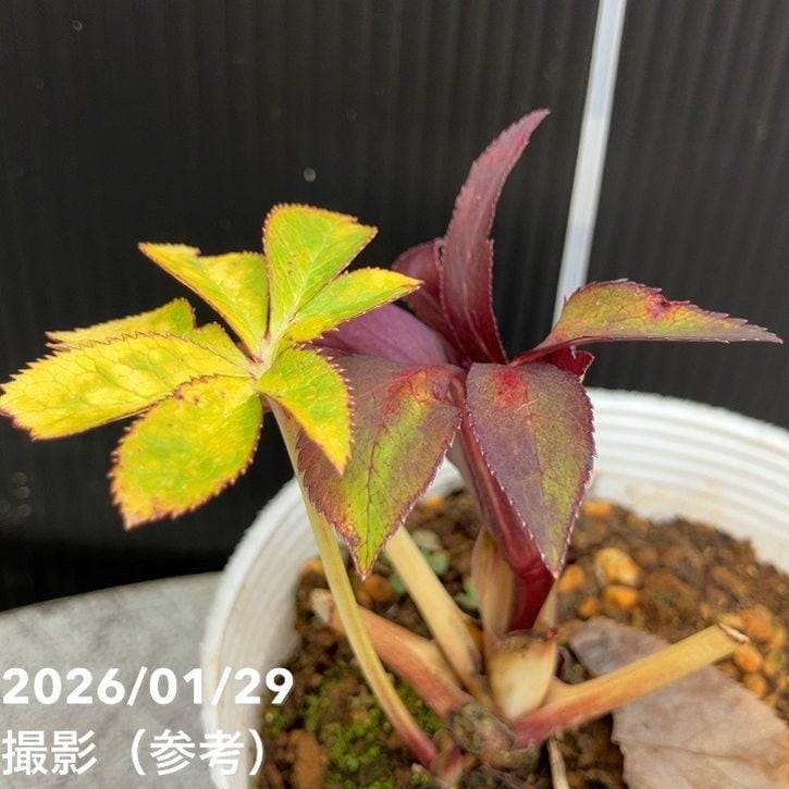 一点物】松村ナーセリー クリスマスローズ 3.5号 IROHA 色葉シリーズ