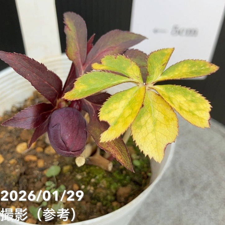 一点物】松村ナーセリー クリスマスローズ 3.5号 IROHA 色葉シリーズ