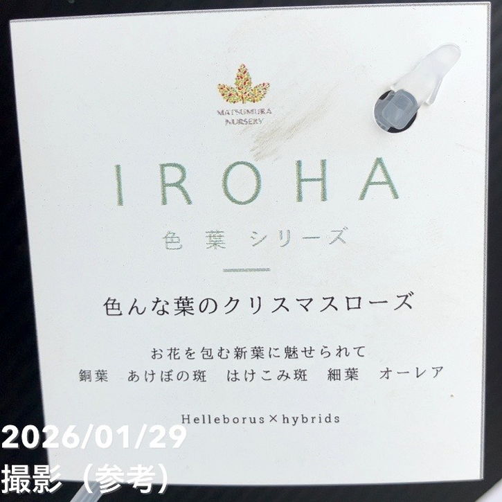 一点物】松村ナーセリー クリスマスローズ 3.5号 IROHA 色葉シリーズ