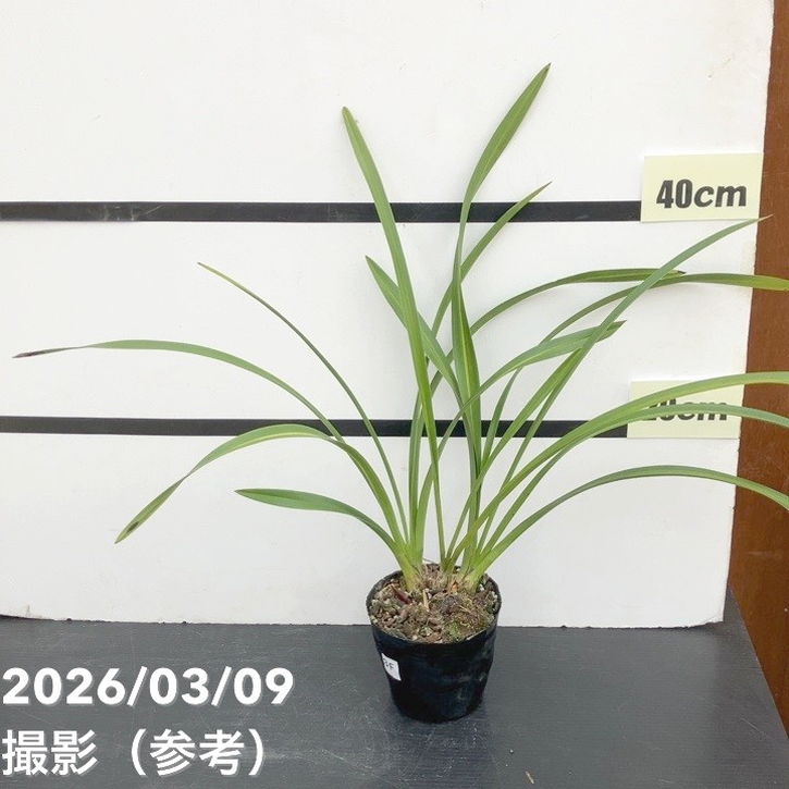 花芽3個＞キンリョウヘン 4号｜ミツバチ蘭｜洋蘭10-TU | 草花,蘭