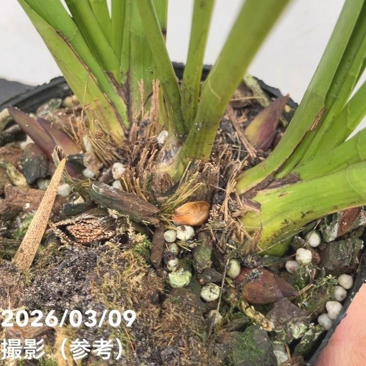 花芽3個＞キンリョウヘン 4号｜ミツバチ蘭｜洋蘭10-TU | 草花,蘭