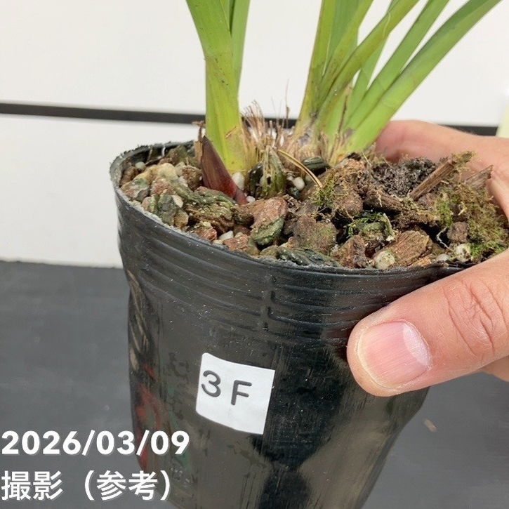 花芽3個＞キンリョウヘン 4号｜ミツバチ蘭｜洋蘭10-TU | 草花,蘭
