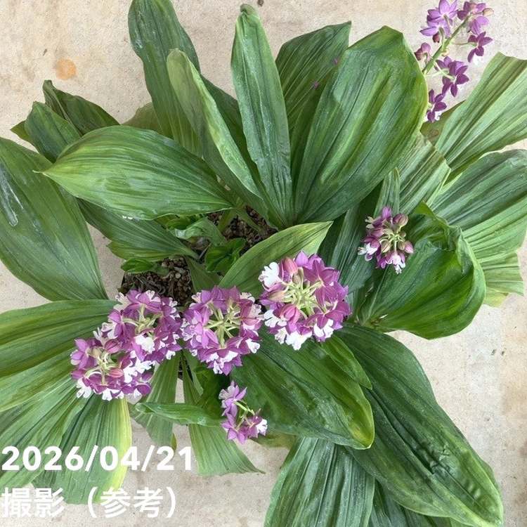 現品お届け】エビネ 9号（10）｜洋蘭04-PA | 草花,洋ラン | 赤塚植物園