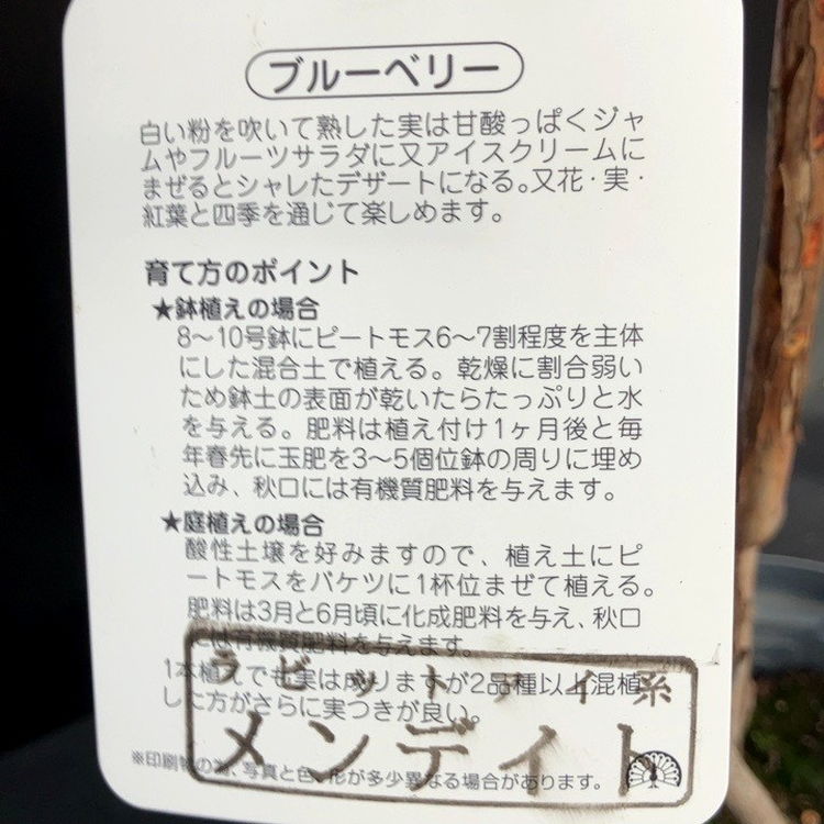 ブルーベリー大株 ラビットアイ系 メンディトゥー（メンディト）6号 3
