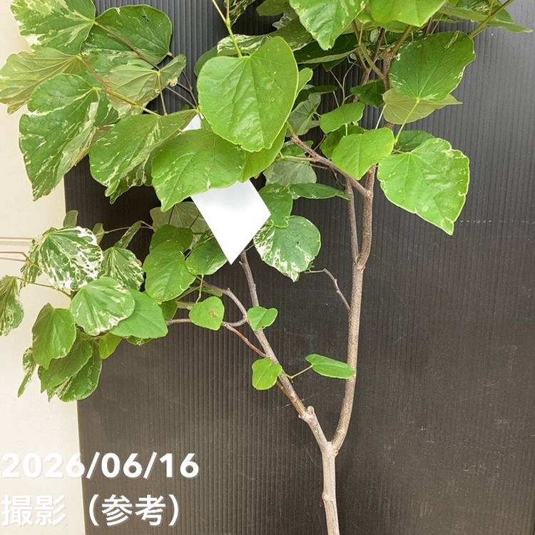 アメリカハナズオウ フローティングクラウド 7号｜花木04-PA | すべて