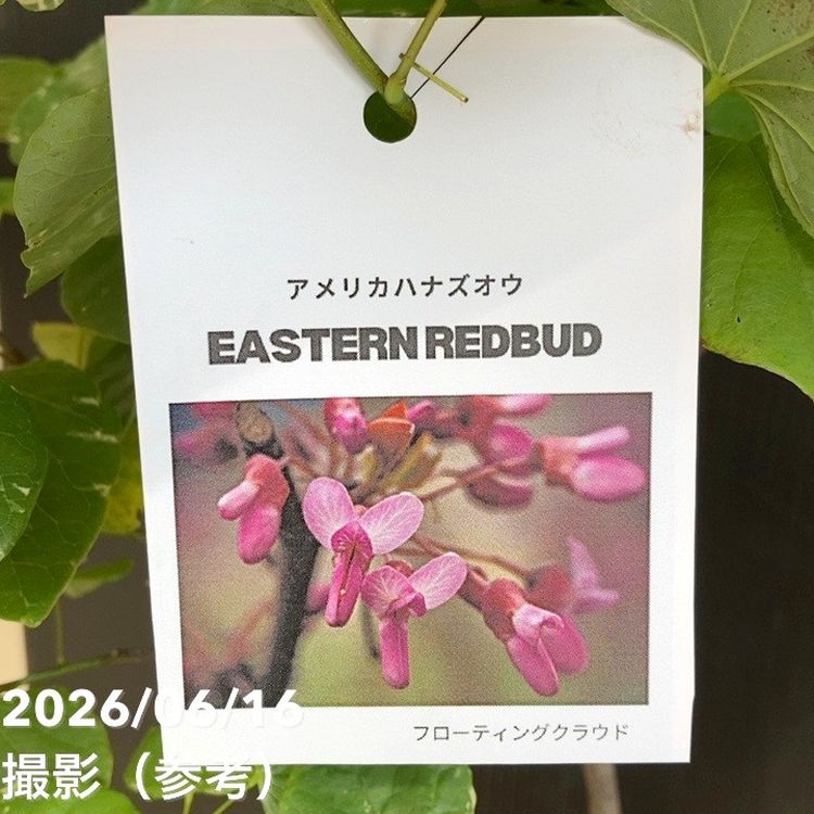 アメリカハナズオウ フローティングクラウド 7号｜花木04-PA | すべて