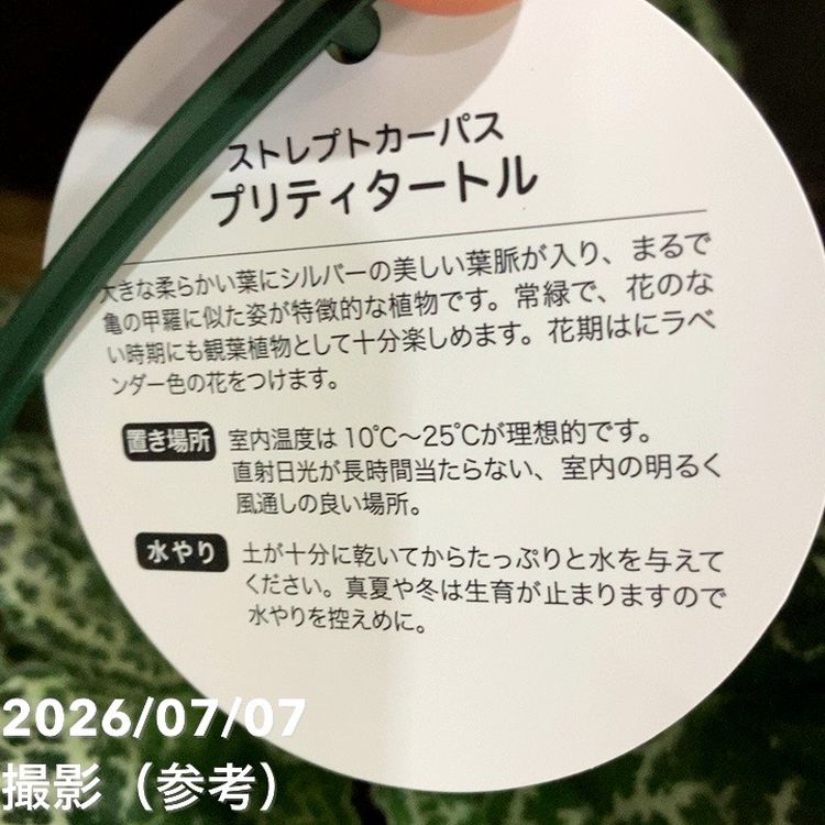 【決算P5倍!8/2まで】ストレプトカーパス プリティタートル 3号|観葉04-PA