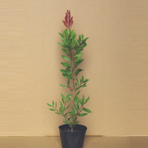 カリステモン フォスター 5号 ※お届けに10日程度かかる場合がございます。|花木10-TN