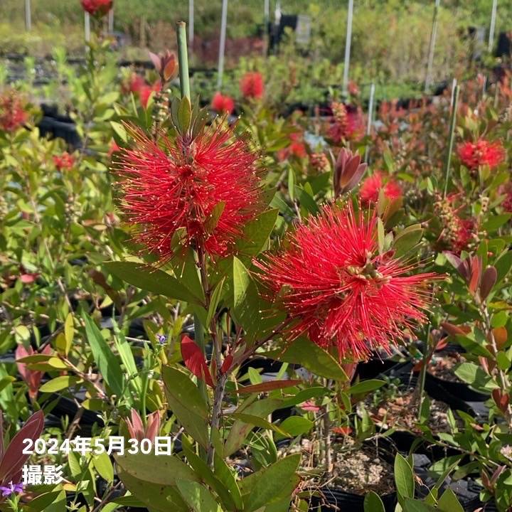 カリステモン フォスター 5号 ※お届けに10日程度かかる場合がございます。|花木10-TN