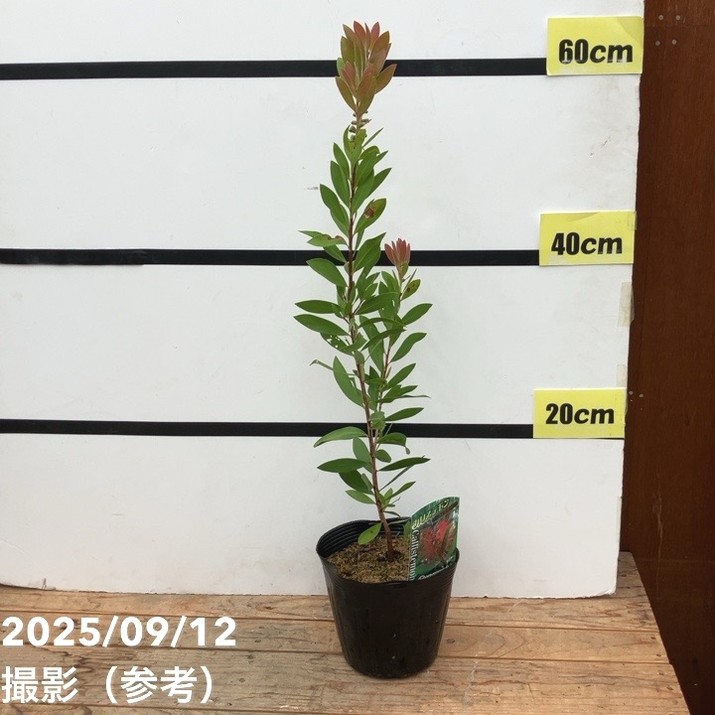 カリステモン フォスター 5号 ※お届けに10日程度かかる場合がございます。|花木10-TN