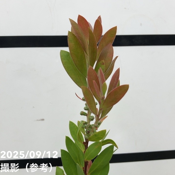 カリステモン フォスター 5号 ※お届けに10日程度かかる場合がございます。|花木10-TN