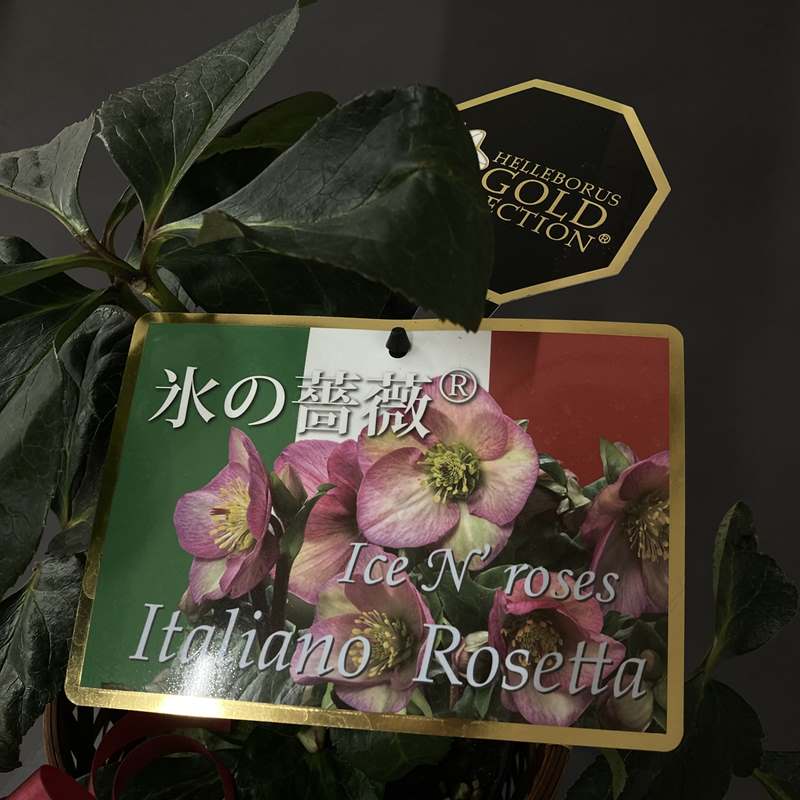 クリスマスローズ 氷の薔薇 4.5号 イタリアーノ ロゼッタ｜山野04-PA