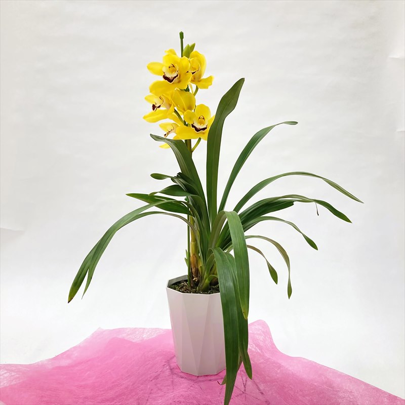 手軽にシンビジューム 1本立ち（ストレート）3色セット（ピンク・黄色