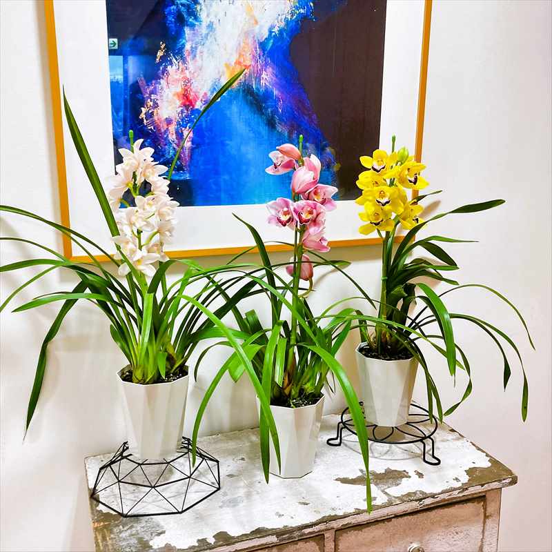 【斑入り】シンビジウム　洋蘭　観葉植物　シンビジューム　6寸 シンビジューム原種・アロイフォリウム6寸鉢 | hanazukin（花