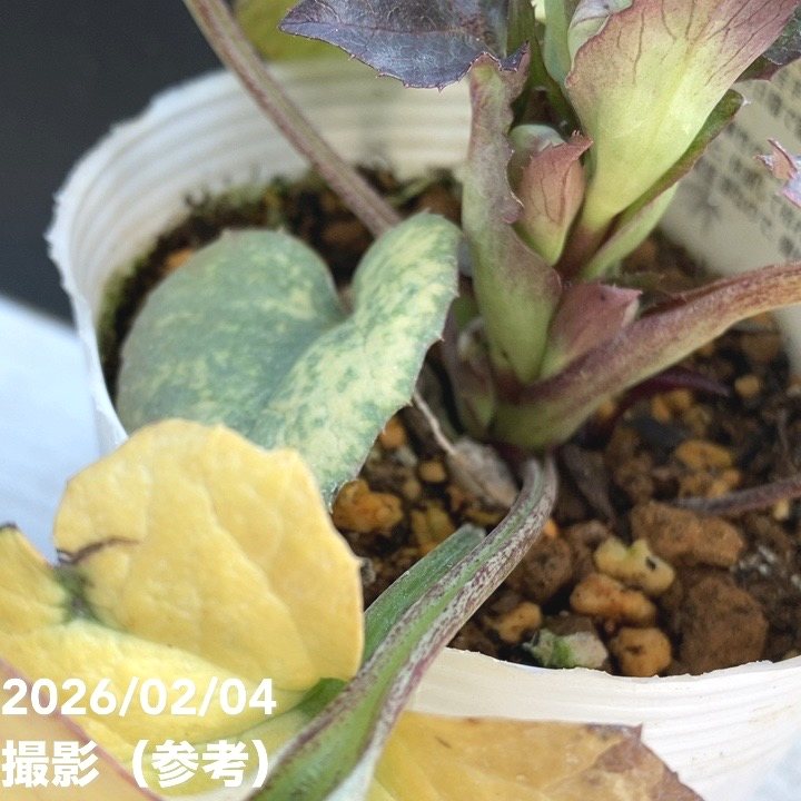 カラーリーフクリスマスローズ 3.5号 ムーンフェイズ 松村ナーセリー