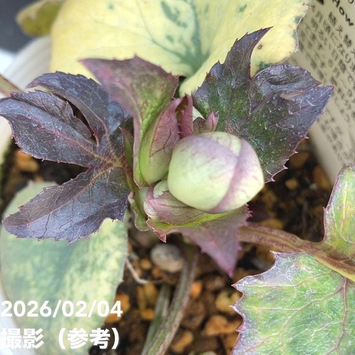 カラーリーフクリスマスローズ 3.5号 ムーンフェイズ 松村ナーセリー