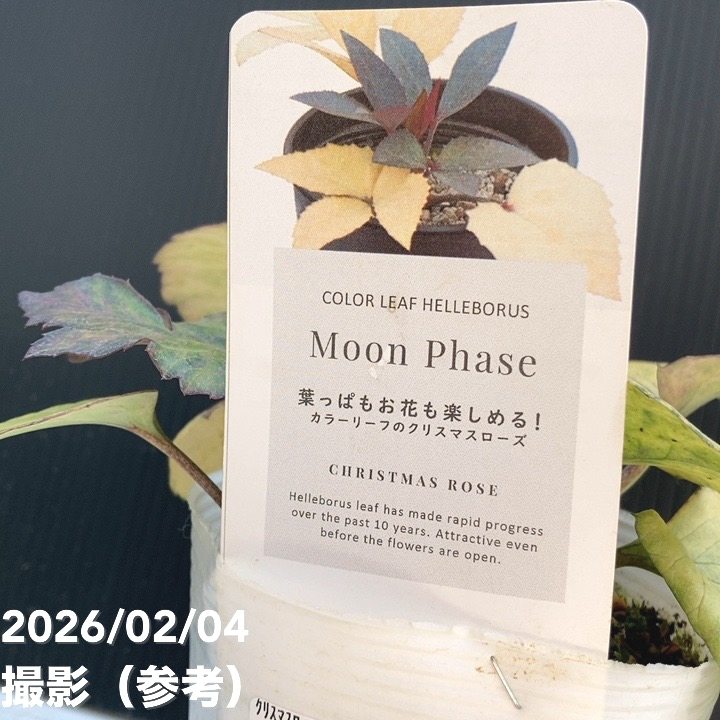 カラーリーフクリスマスローズ 3.5号 ムーンフェイズ 松村ナーセリー