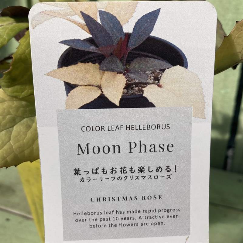 カラーリーフクリスマスローズ カラーリーフクリスマスローズ 3.5号 ムーンフェイズ 松村ナーセリー
