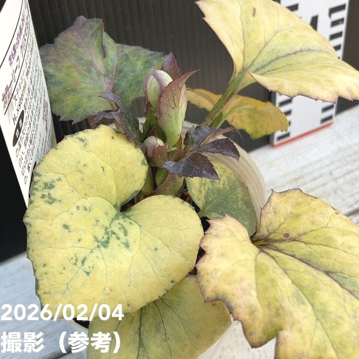 カラーリーフクリスマスローズ 3.5号 ムーンフェイズ 松村ナーセリー