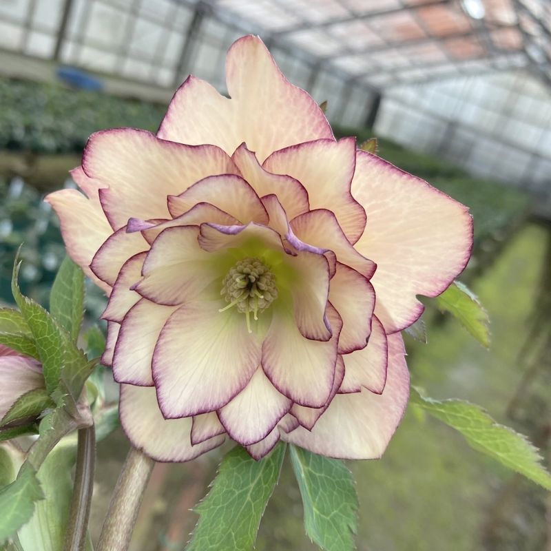 一点物 クリスマスローズ 倉林交配 4 5号 W アプリコット八重ピコティ咲き 赤塚植物園自社農場 クリスマスローズ伊勢みやび 赤塚植物園オンライン 花の音