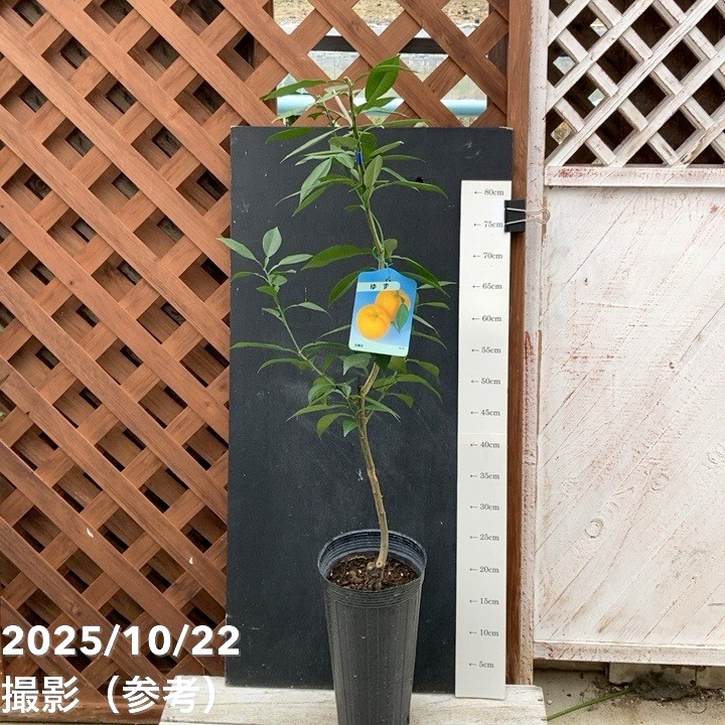 ユズ 本柚子 5号ロングポット 2年生|柑橘|果樹04-PA