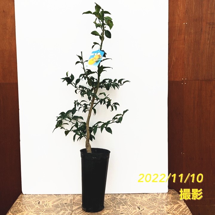 ユズ 本柚子 5号ロングポット 2年生|柑橘|果樹04-PA