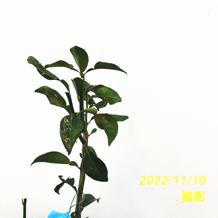 ユズ 本柚子 5号ロングポット 2年生|柑橘|果樹04-PA