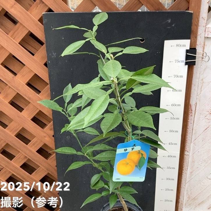ユズ 本柚子 5号ロングポット 2年生|柑橘|果樹04-PA