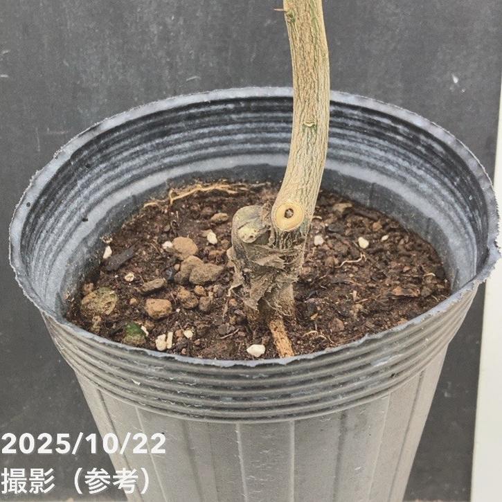 ユズ 本柚子 5号ロングポット 2年生|柑橘|果樹04-PA