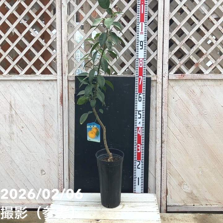 ユズ 本柚子 5号ロングポット 2年生|柑橘|果樹04-PA