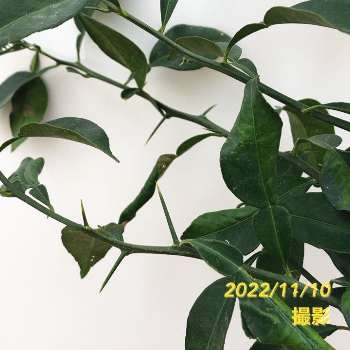 ユズ 本柚子 5号ロングポット 2年生|柑橘|果樹04-PA