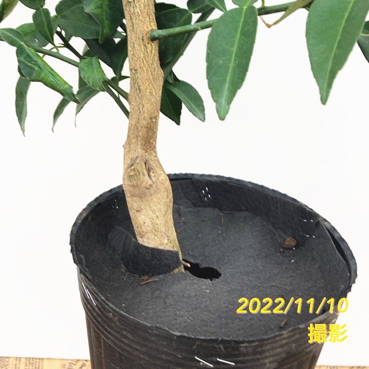 ユズ 本柚子 5号ロングポット 2年生|柑橘|果樹04-PA